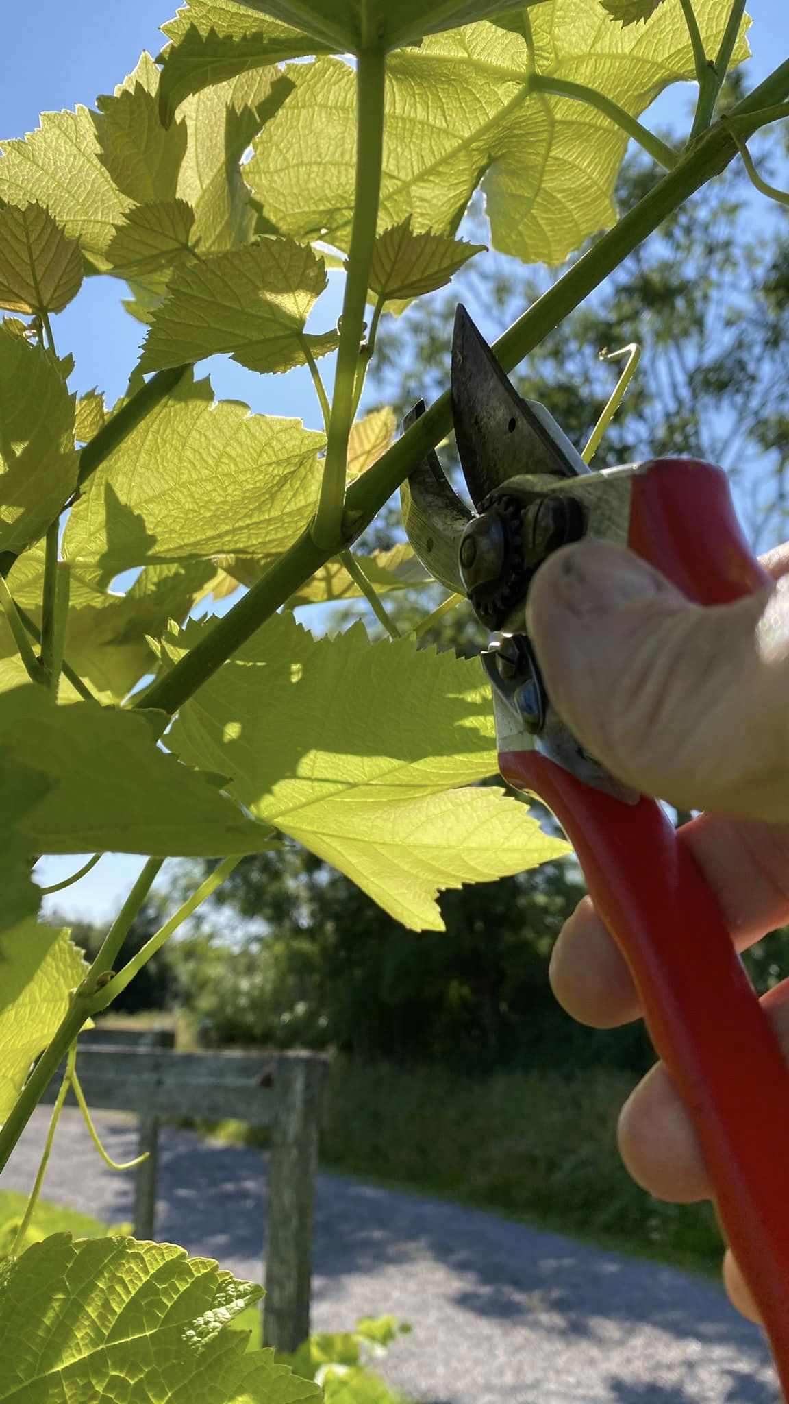 Vinyard - Skörd och vinifiering